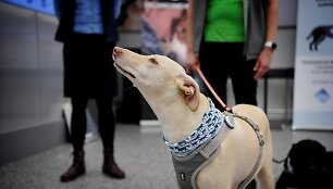 Helsinkio oro uoste &scaron;unys mokomi užuosti koronavirusą