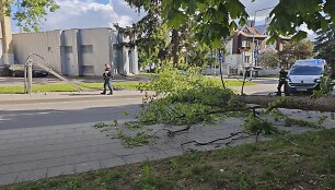 Audra Vilniuje, Žvėryne, vartė medžius