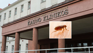 Blusos Kauno klinikinėje ligoninėje