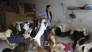 Sužeistų ar skriaustų &scaron;unų prieglauda Peru sostinėje