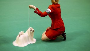 „Crufts“ šunų paroda Birmingamame