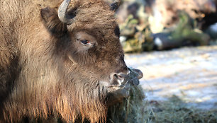 Lietuvos zoologijos sodo voljere apsigyveno dvi naujos stumbrės su jaunikliu