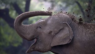 Buenos Airėse uždaromas zoologijos sodas