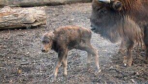 Lietuvos zoologijos sode gimė stumbriukas