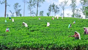 Šri Lankoje arbatos derlius – mažiausias per 13 metų