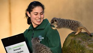 Kasmetinis gyvūnų sura&scaron;ymas Londono zoologijos sode