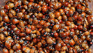 Azijinė boružė (Harmonia axyridis)