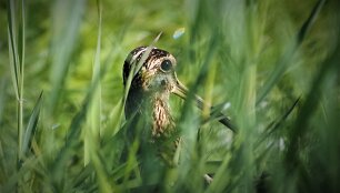 Fotografų pleneras su &bdquo;Olympus&ldquo; technika