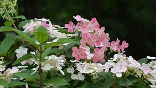 &Scaron;luotelinė hortenzija (Hydrangea paniculata &bdquo;Early Sensation&ldquo;)