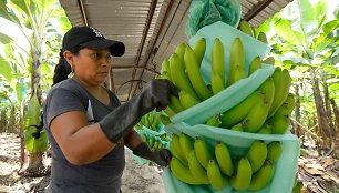 Ekvadoro bananai