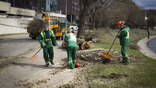 Vaizdas i&scaron;kirtus medžius.