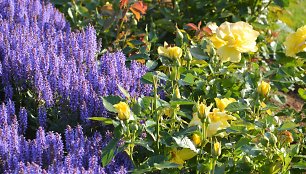 Rožynas. Rožė 'Friesia' su Šiliniu šalaviju Salvia nemorosa 'Blauhugel'