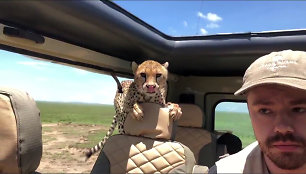 Afrikoje per safarį į turistų visureigį įšoko gepardas