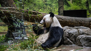 Panda Japonijos zoologijos sode / PHILIP FONG / AFP