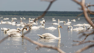 Gulbės Kuršių mariose