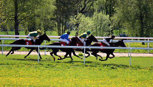  Pažinti žirgų sportą iš arčiau. A. Gagaitytės nuotr.