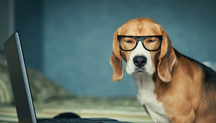 Šuo su akiniais