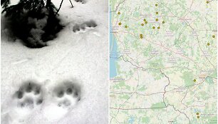 Lū&scaron;ių monitoringas žiemą