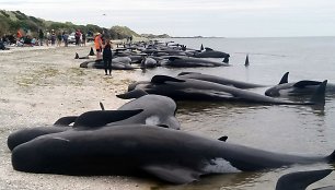 Naujojoje Zelandijoje į krantą išmesta šimtai negyvų delfinų