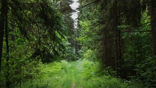 Vie&scaron;vilės rezervatas