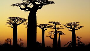 Madagaskaras