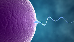 Spermos ląstelė