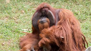 Orangutanas Čantekas