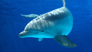 Delfinas