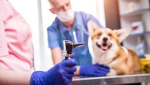 Augintinio apžiūra pas veterinarą