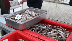 Kurorte &scaron;urmuliuoja &bdquo;Palangos stinta 2019&ldquo;