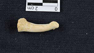 Lenktas Homo luzonensis pir&scaron;takaulis &ndash; ženklas, kad &scaron;ie žmogaus protėviai dar laipiojo medžiais