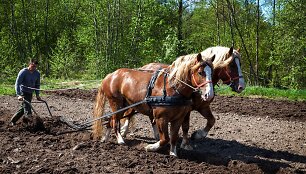 Pakruojo dvaro vasaros sezono atidaryme &ndash; sunkiųjų Lietuvos arklių varžybos
