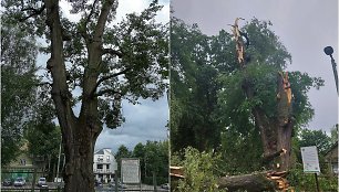 Senoji Sapiegų parko liepa neatlaikė audros