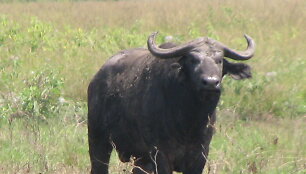 Buvolas
