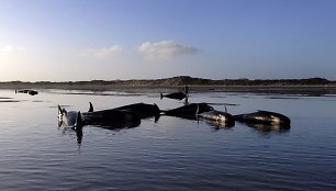 Negyvi bangininiai delfinai Naujojoje Zelandijoje