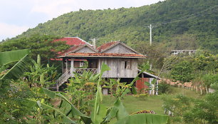 Kambodžos pipirų plantacijos