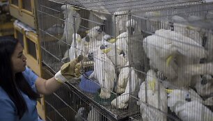 Filipinai konfiskavo &scaron;imtus kontrabanda atgabentų gyvūnų
