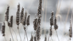 Permainingi žiemos orai kelia rizikų pasėliams ir augalams