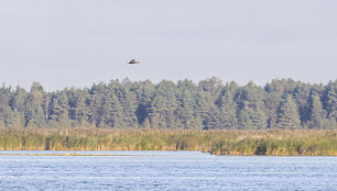 Į Žuvinto biosferos rezervatą ateina ruduo. Žuvinto ežeras