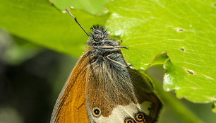 Rudakis satyriukas