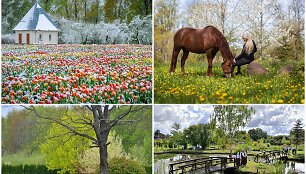 &Scaron;iaulių kra&scaron;tas skęsta žieduose