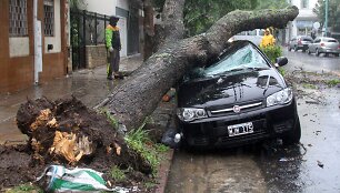 Argentinoje ant automobilio nuvirtęs medis 