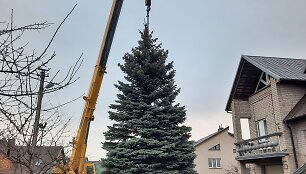 Kretingos Tvenkinio gatvėje užauginta eglė papuo&scaron; miestą per didžiąsias metų &scaron;ventes.