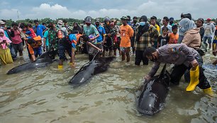 Indonezijoje nugaišo dešimtys ant seklumos užplaukusių delfinų