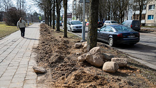 Lazdynuose tvarkant apšvietimą pažeistos daugybės medžių šaknys