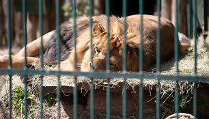 Lietuvos zoologijos sodo 82-asis sezono atidarymas