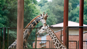 Į zoologijos sodą atgabenta žirafa