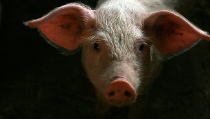 Kiaulė