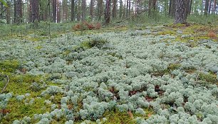 Kerpinių pušynų buveinė