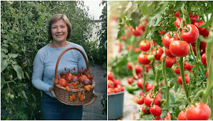 Pomidorų augintoja Vilija Juškevičienė